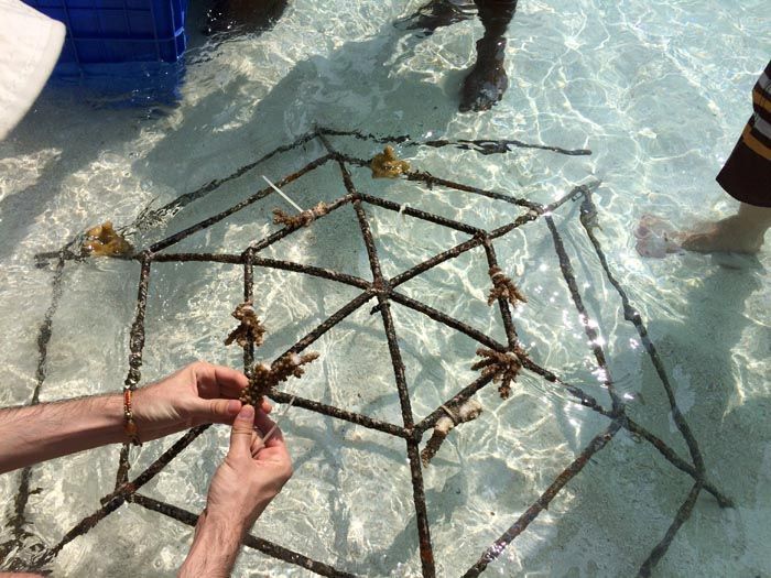 Angsana Ihuru Maldivas Coral Planting