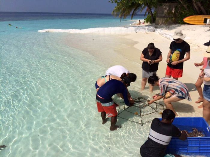Angsana Ihuru Maldivas Coral Planting