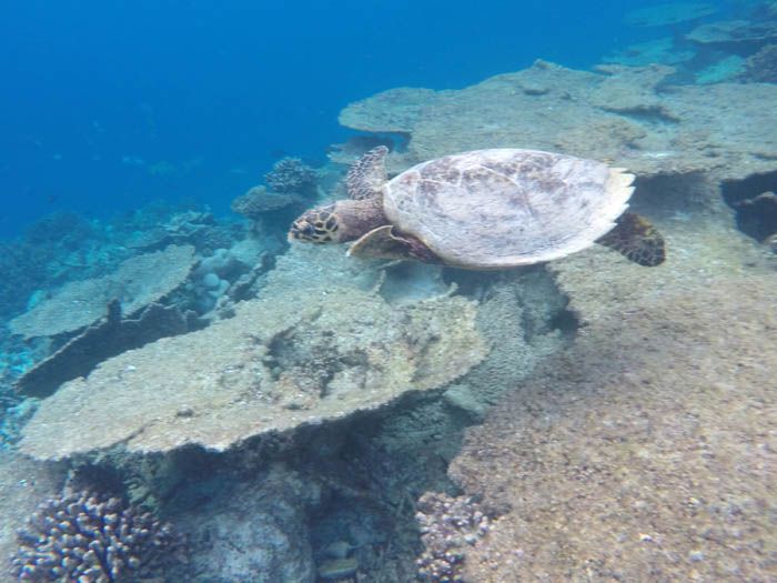 Angsana Ihuru Maldivas Snorkel