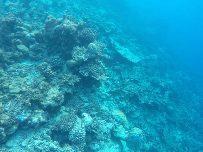 Banyan Tree Vabbinfaru Snorkel