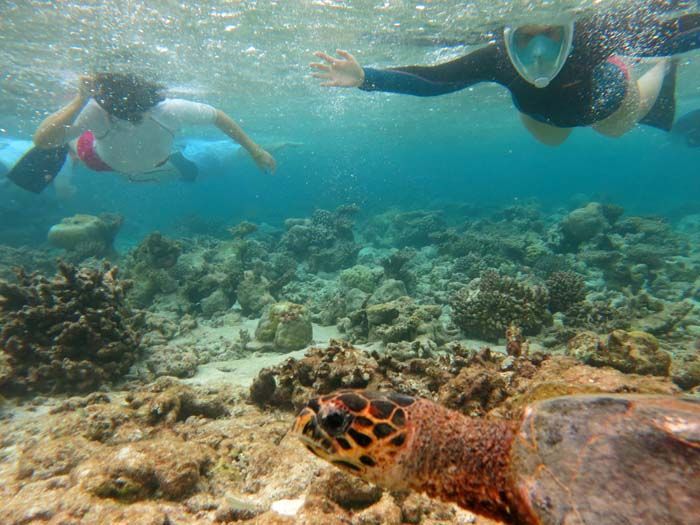 Snorkel tourgas Coco Bodu Hithi Maldivas