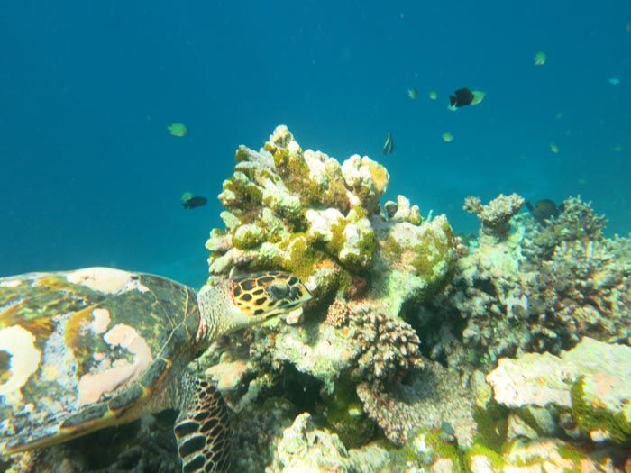 Snorkel tourgas Coco Bodu Hithi Maldivas