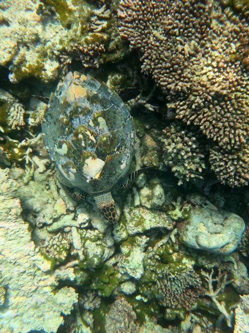 Snorkel tourgas Coco Bodu Hithi Maldivas