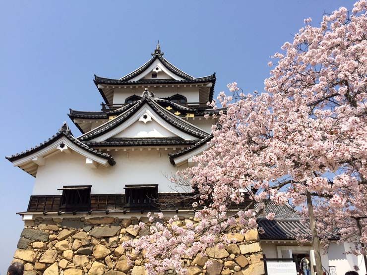 Castillo Hikone Japon hanami