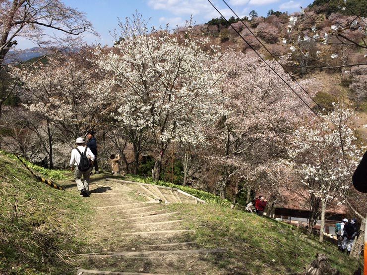 Excursion-Yoshino-Yama-3