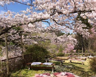 Hanami en Japón: guía del viaje a Japón de 18 días durante la floración de los cerezos