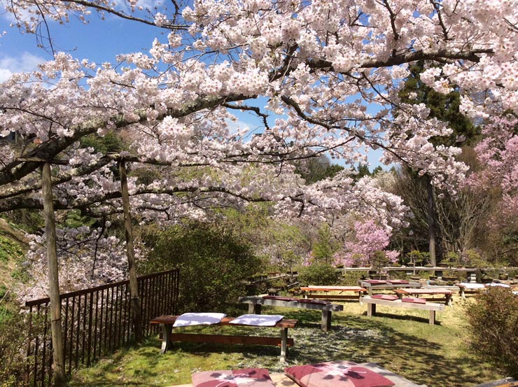 Hanami en Yoshinoyama Japon Excursion-a-Yoshino-Yama-Hanami