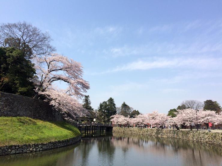 Foso cerezos Castillo Hikone Japon