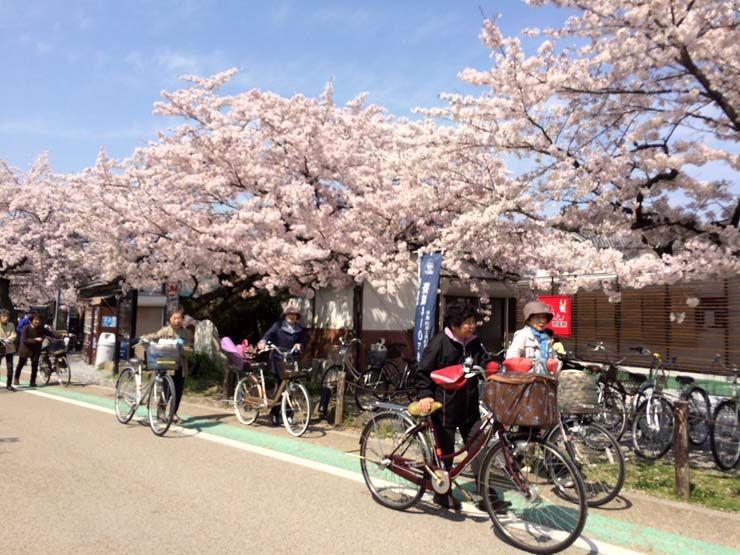 Hanami Castillo Hikone Japon