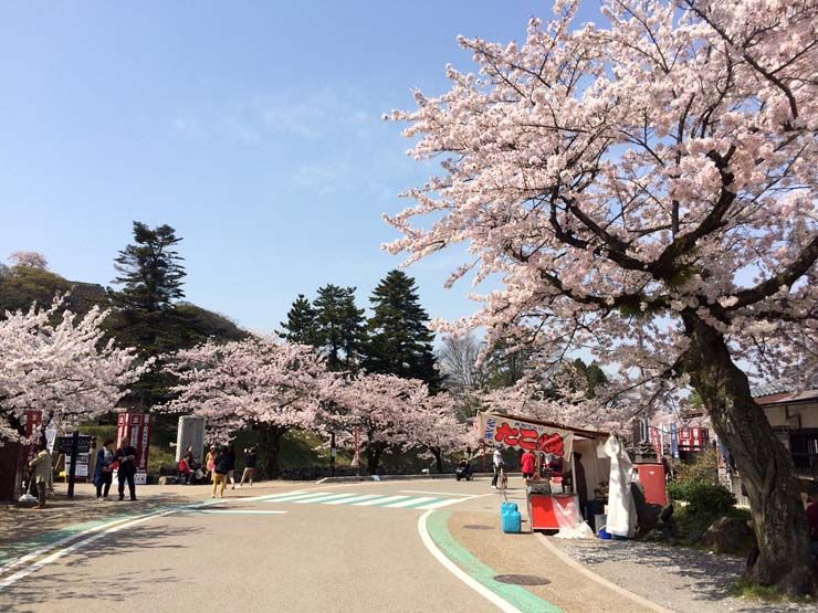 Yatai Hanami Castillo Hikone Japon