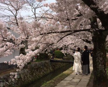 Cinco lugares donde ver los cerezos en flor o hanami en Kyoto