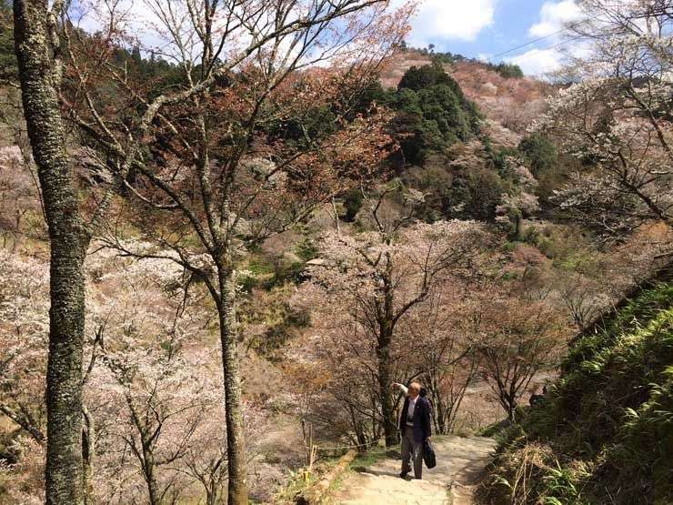 Hanami Yoshinoyama Japon