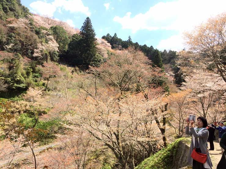 Hanami en Yoshinoyama Japon Hanami Yoshinoyama Japon