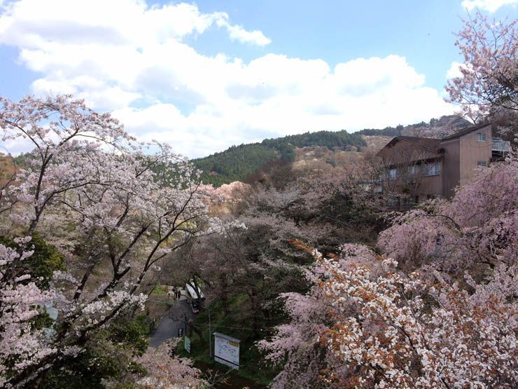 Hanami en Yoshinoyama Japon Sakura Hanami Yoshinoyama Japon