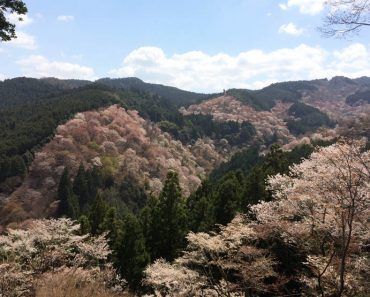Excursión a Yoshinoyama: la montaña de los 30.000 cerezos en flor