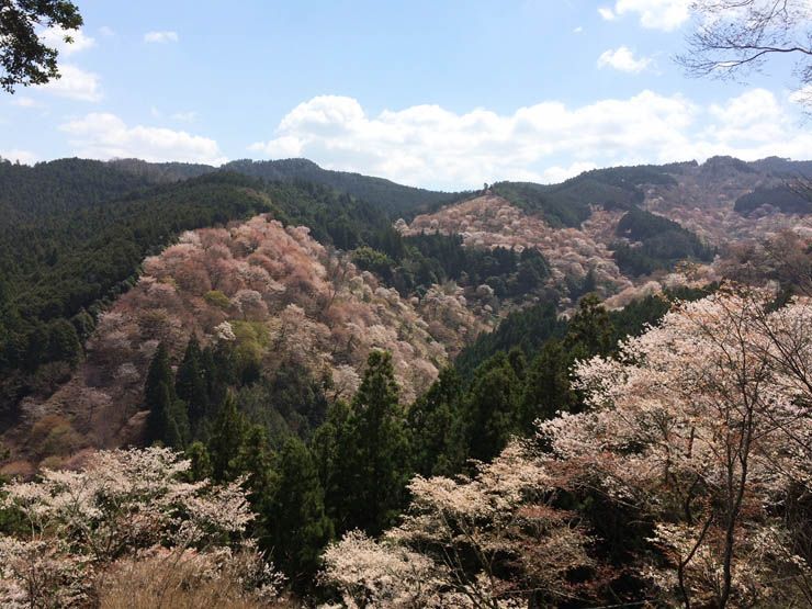 Yoshinoyama ver hanami Japon