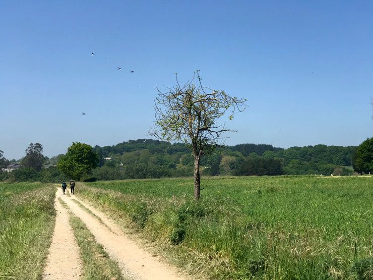 Camino-Francesc-Sarria-a-Rente-1