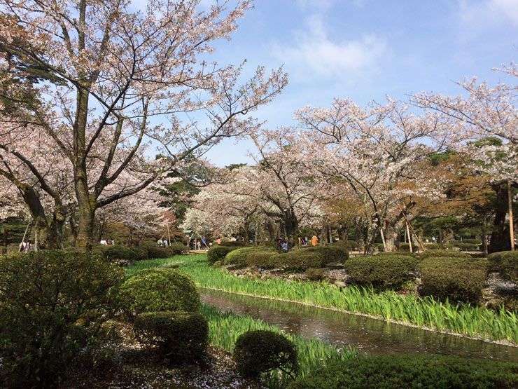 Kanazawa-Kenrokuen-Hanami-