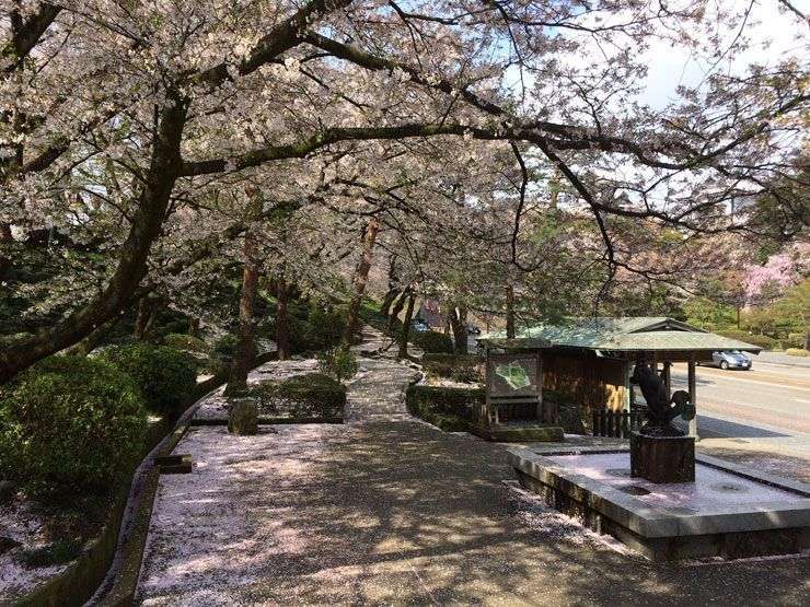 Kanazawa-hanami-Kenrokuen