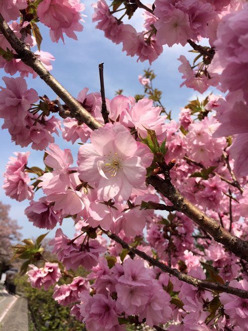 Sakura-tipico-Kanazawa