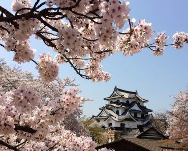 Hanami en Japón: Visita al espectacular castillo de Hikone