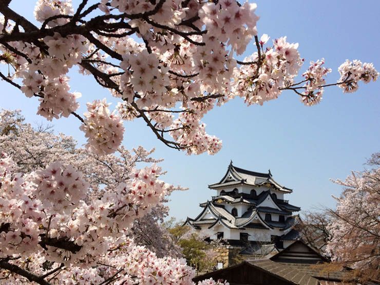 guia viaje a japon 18 dias hanami abril