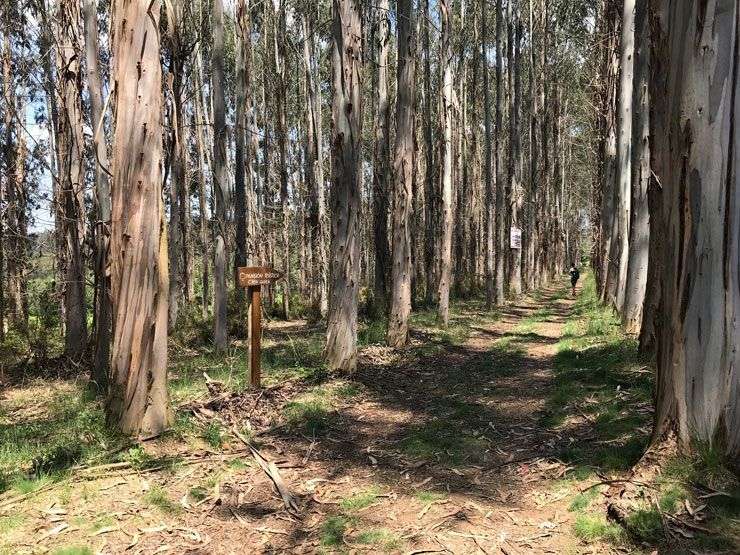 Camino-Frances-Palas-de-Rey-a-Castañeda