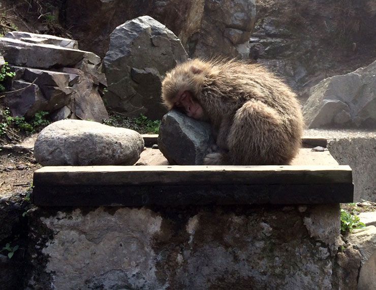 Jigokudani-snow-monkey-park-Nagano