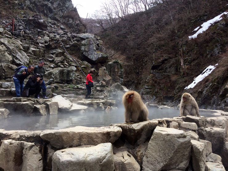 Jigokudani-snow-monkey-park-Nagano
