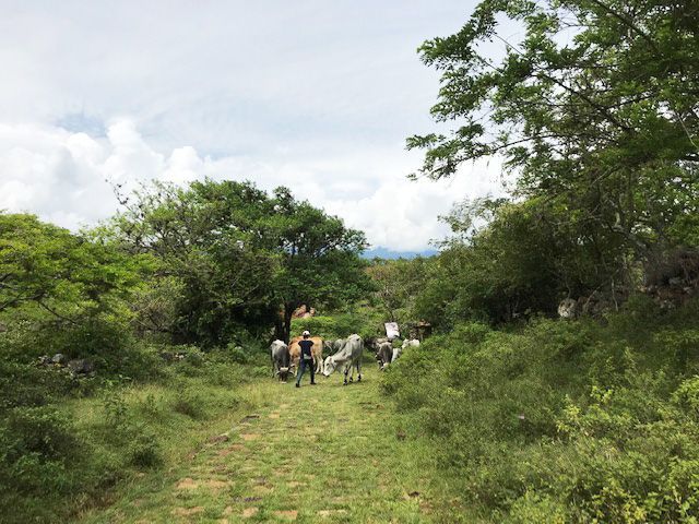 Vacas en el Camino Real de Barichara a Guane