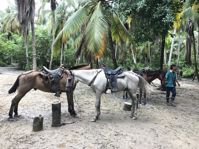 Caballos para recorrer el sendero del parque nacional Tayrona Caballos para recorrer el sendero del parque nacional Tayrona