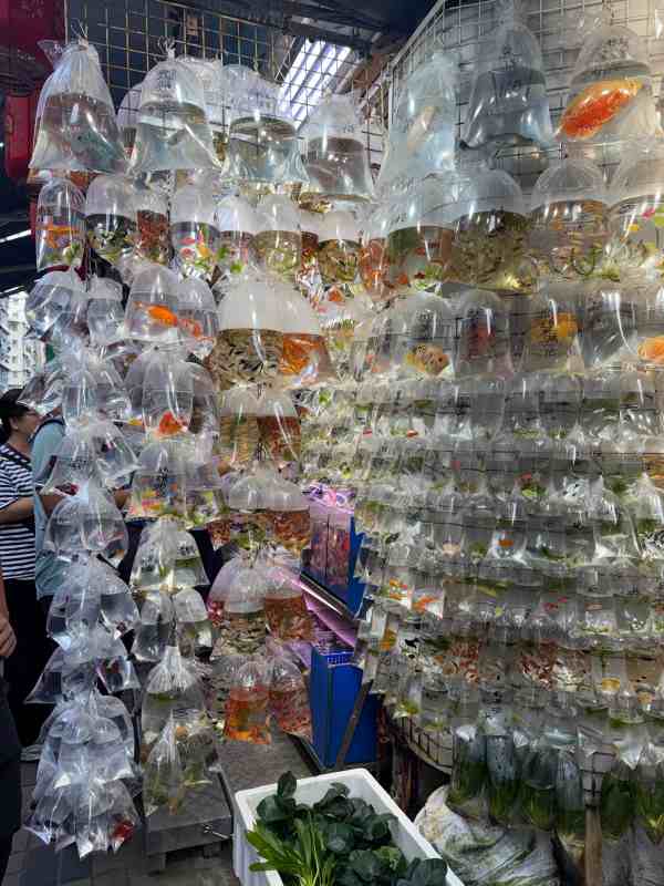 Puesto del Goldfish Market de Hong Kong con decenas de bolsas transparentes llenas de agua y peces de colores, colgadas en filas frente a una tienda.